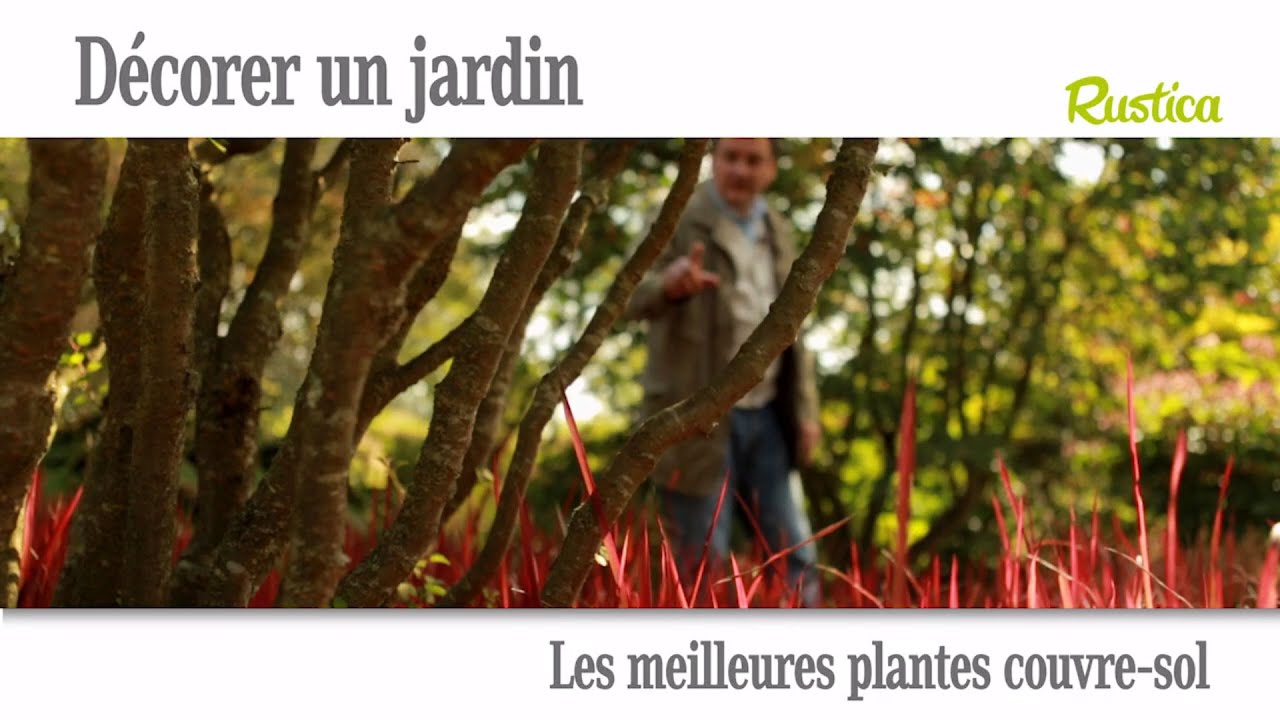 Les meilleures plantes vivaces couvre sol