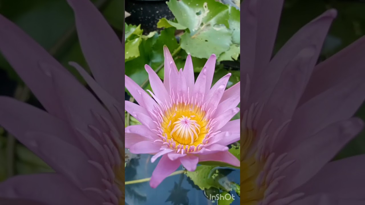 water lilly 