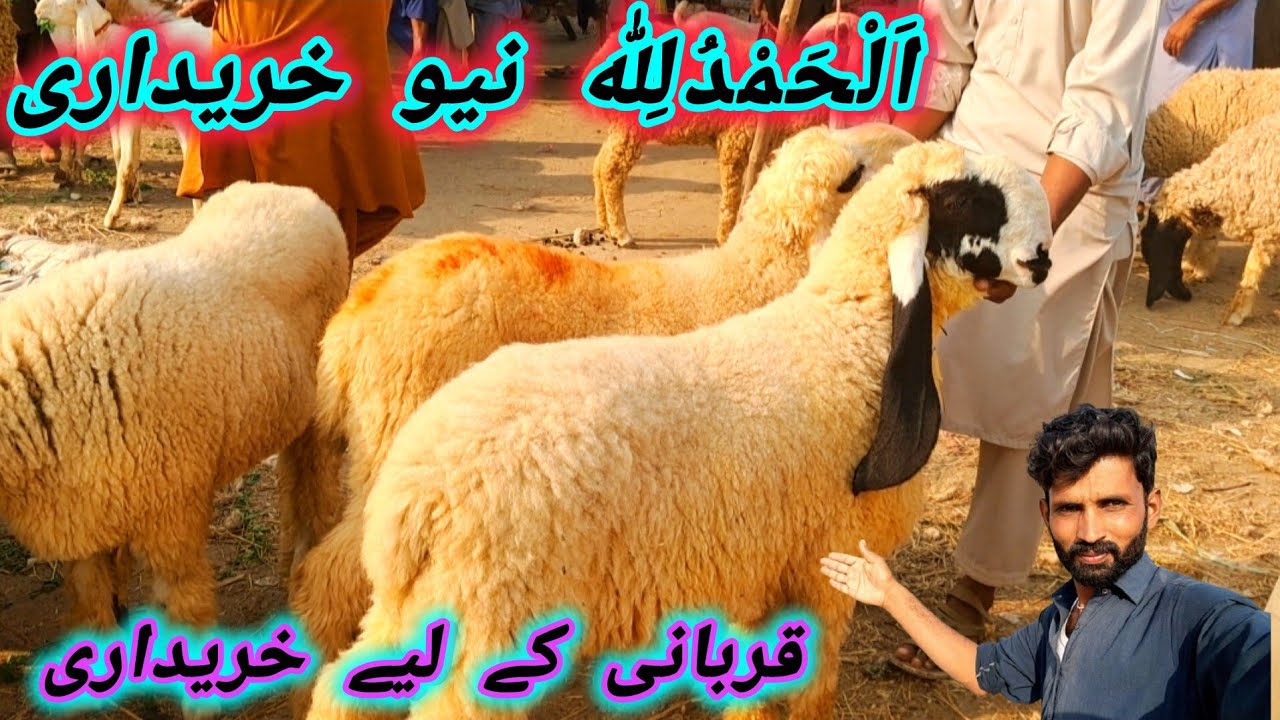 Bakra Mandi Sarai Mahajir Bhakkar New Rate Update / fakhredehat 