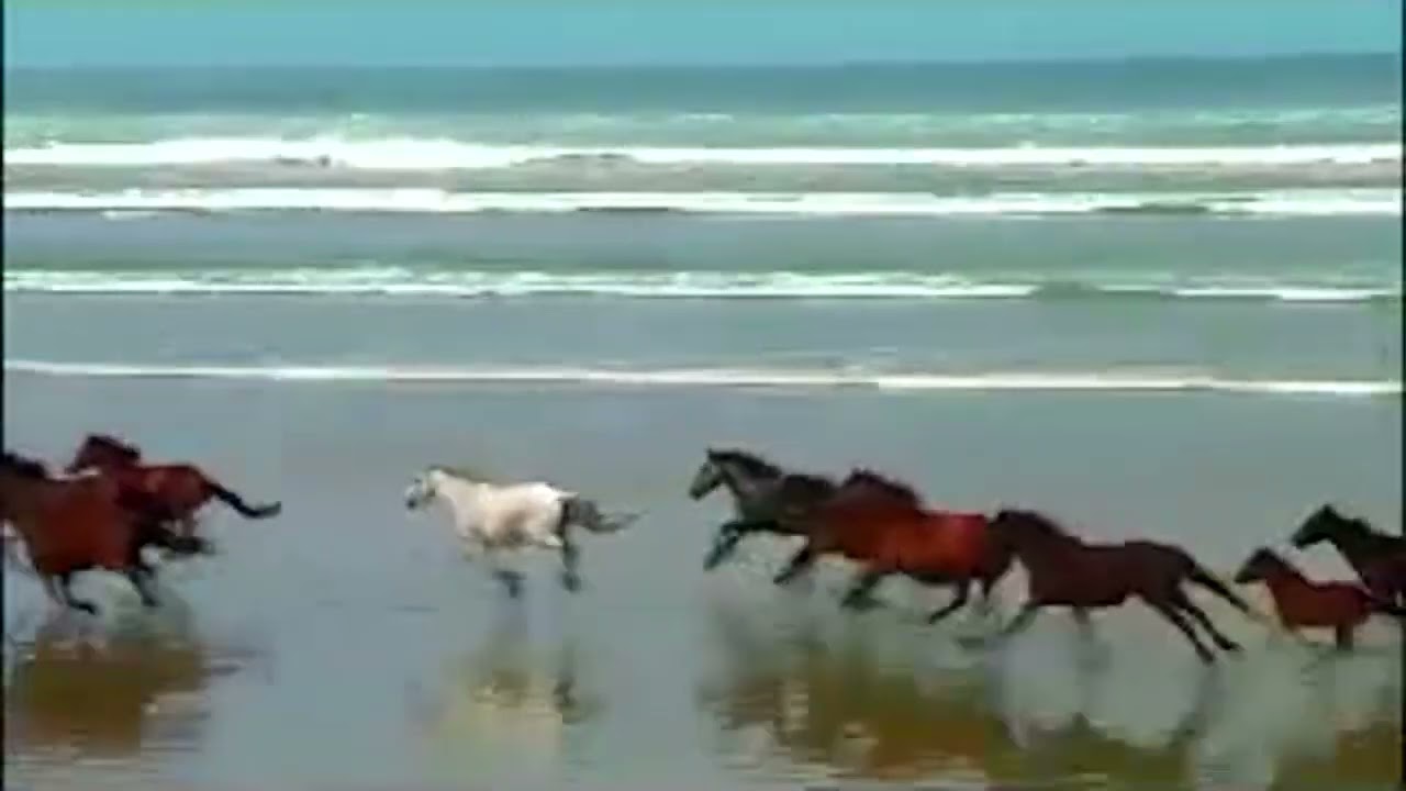 CABALLOS CASTILLANDO