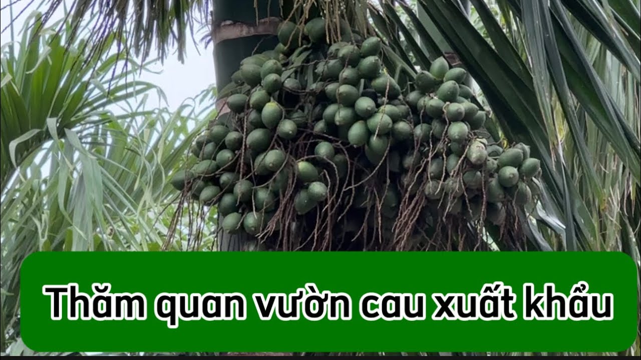 Tham quan mô hình trồng cau trái dài xuất khẩu lợi nhuận tiền trăm triệu 1 năm || Cây Giống Việt