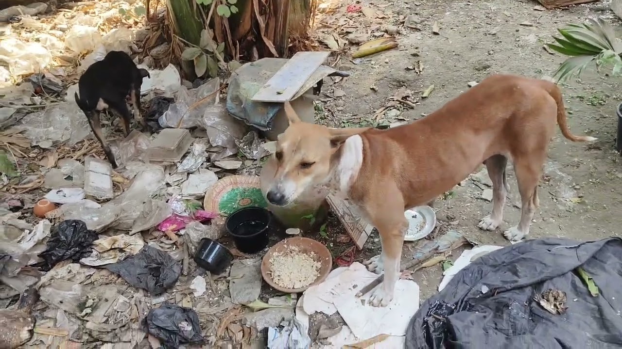 আমি আর কালিকে খাবার খেতে দিচ্ছি না ,তাই কলির মা রোজ কলির জন্য খাবার নিয়ে আসে😃#viral #viralvideo 