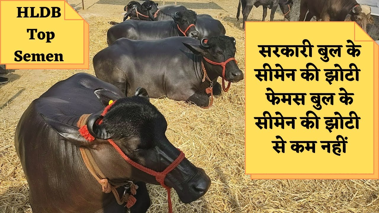 HLDB Top Murrah Semen / सरकारी बुल का सीमेन फेमस बुल  सीमेन से  ज्यादा बेहतर 
