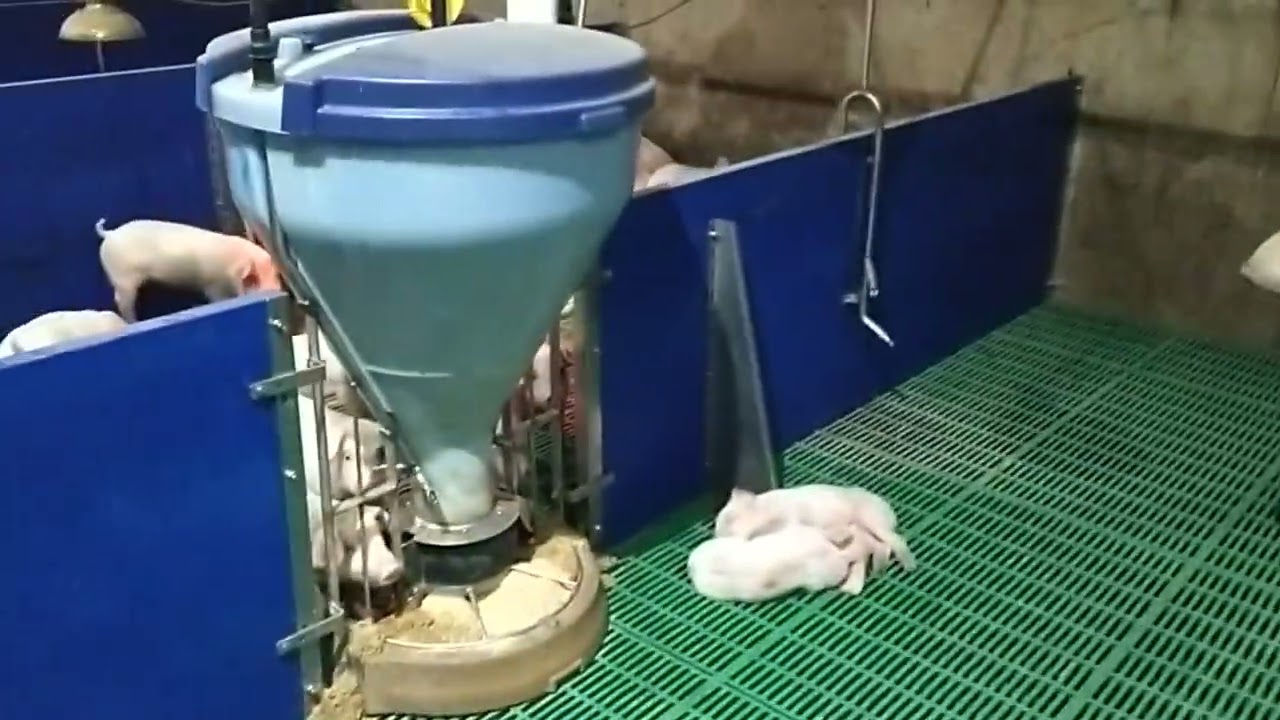 greece  pig farms vidco 2025 hd
