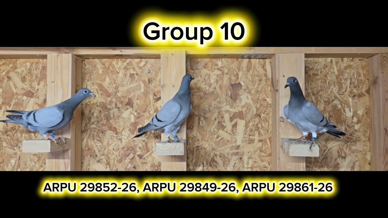 G10 29852, 29849, 29861