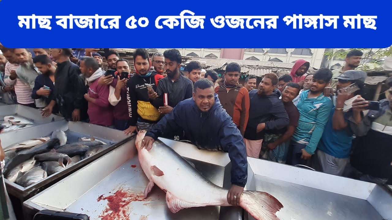 আজকে রেকর্ড হয়ে গেল ৫০কেজি ওজনের পাঙ্গাস মাছ ১হাজার টাকা কেজিতে পাইকারি বিক্রি করা হলো 