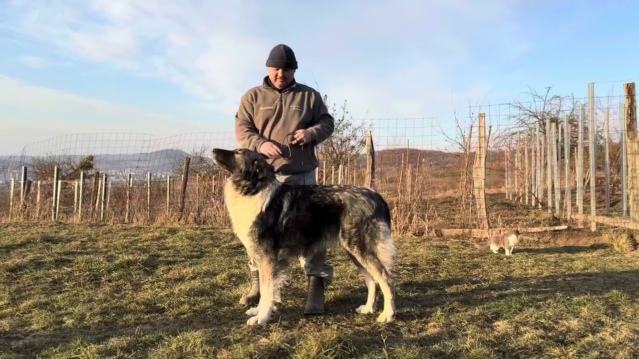 🇹🇩Mascul Ciobănesc Românesc Carpatin🇷🇴 în Canisa de Plai Bistrițean la Daniel Balaban #funny #foryou