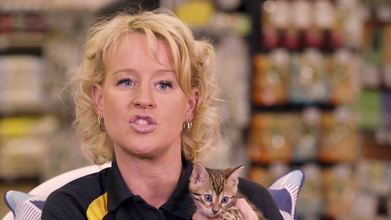 The importance of feeding your kitten the correct food