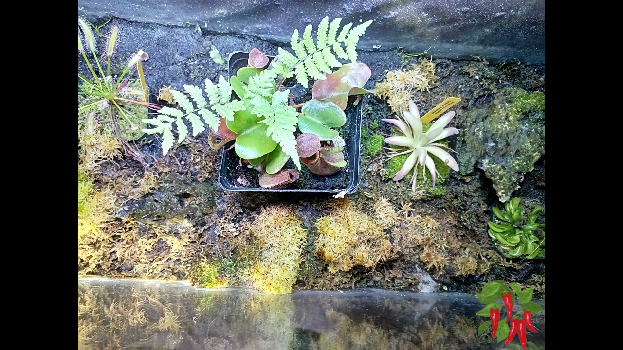 Nepenthes truncata Terrarium Care