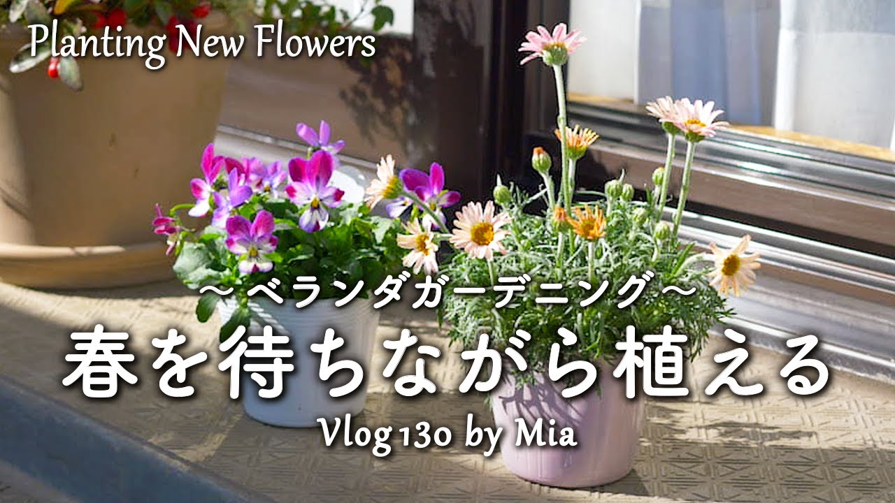 寒波到来！春を待ちながら、新しく花苗を植えました｜ローダンセマム＆ビオラ | ベランダガーデニング #130 Planting New Flower Seedlings