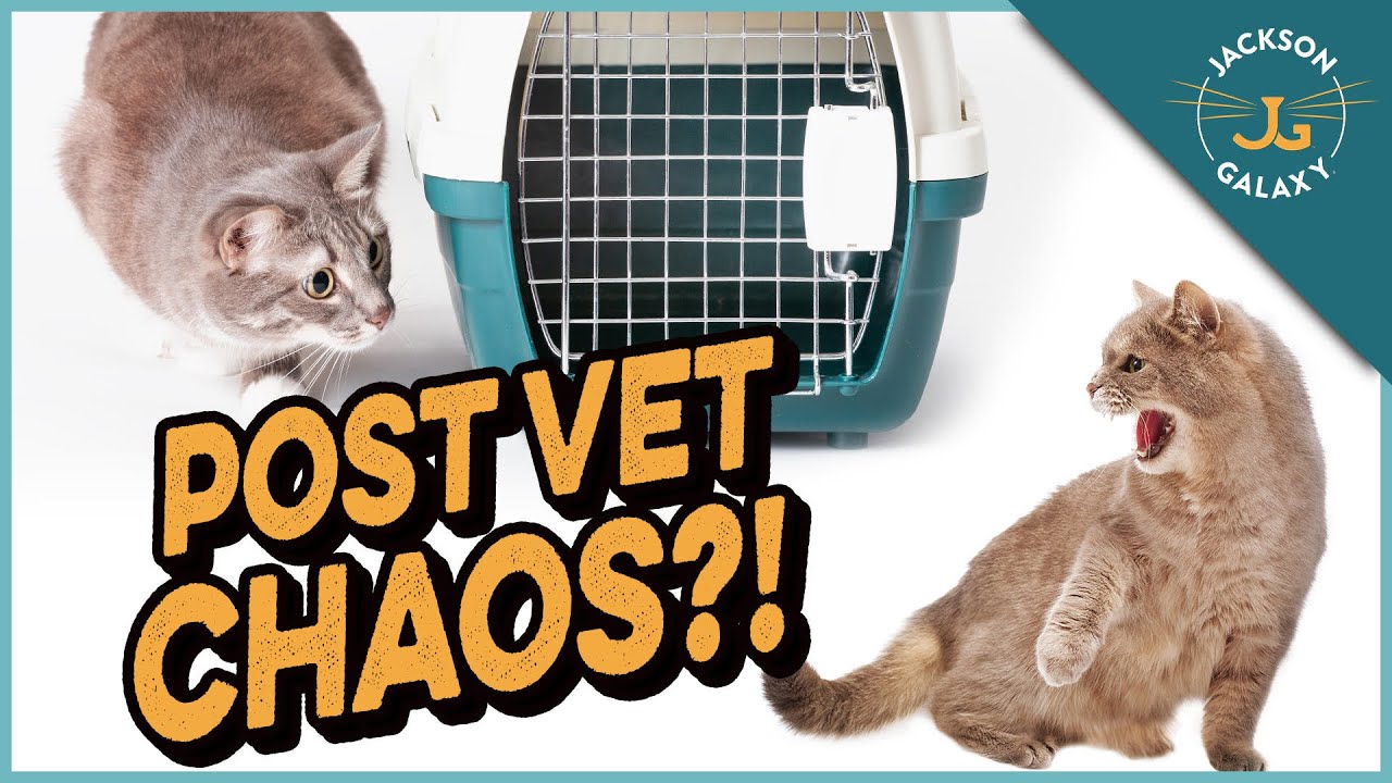 Non-Recognition Aggression in Cats Explained