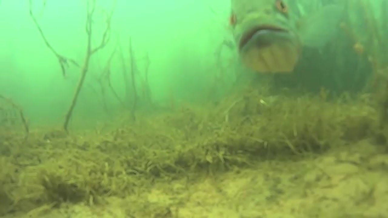 Largemouth Male BASSQUATCH Eat's My SONY AS-15 Series Camera