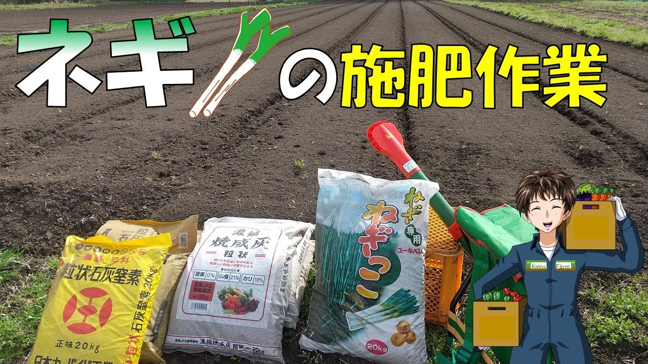 【ネギの畑作り】今年は石灰窒素を使って見る。その分、施肥は早めに。