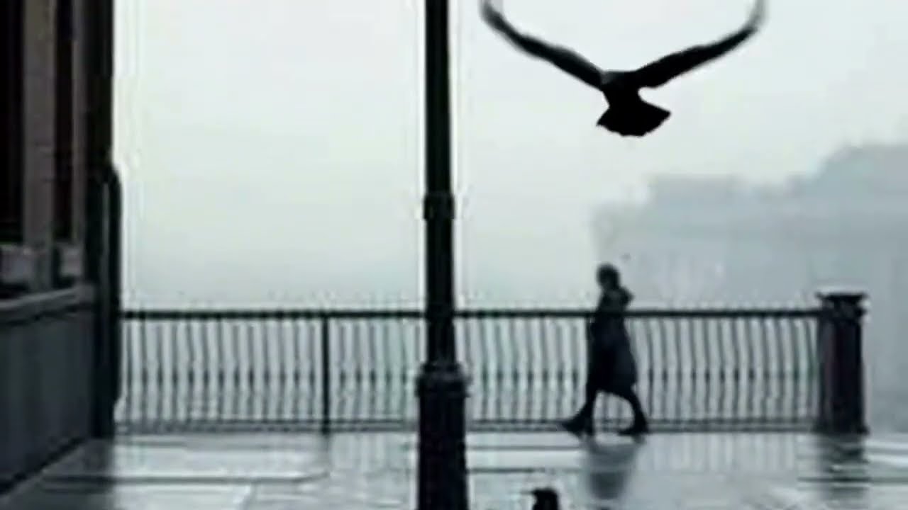 Черные,черные вороны