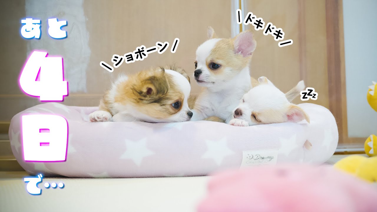 もうすぐ巣立つ凄く良い子に育った自慢の仔犬たちが可愛すぎるからちょっと観てくれ😍🫨😍
