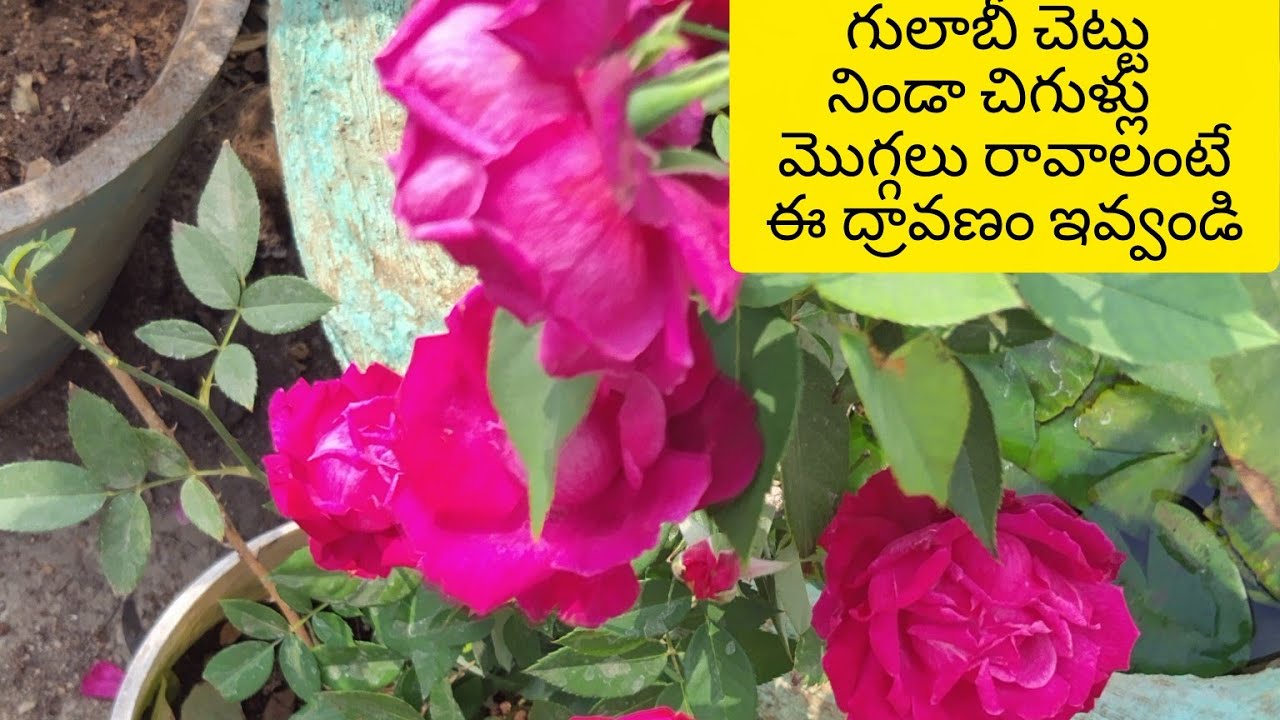 గులాబీ మొక్కకు కొమ్మ కొమ్మకు మొగ్గలు రావాలంటే ఇలా చెయ్యండి