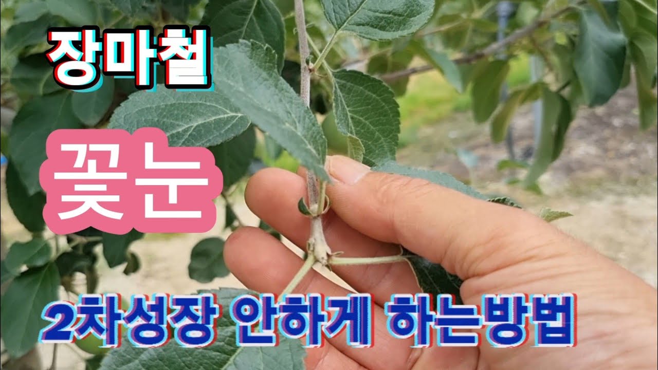 장마철 꽃눈 2차성장 안하게 하는방법