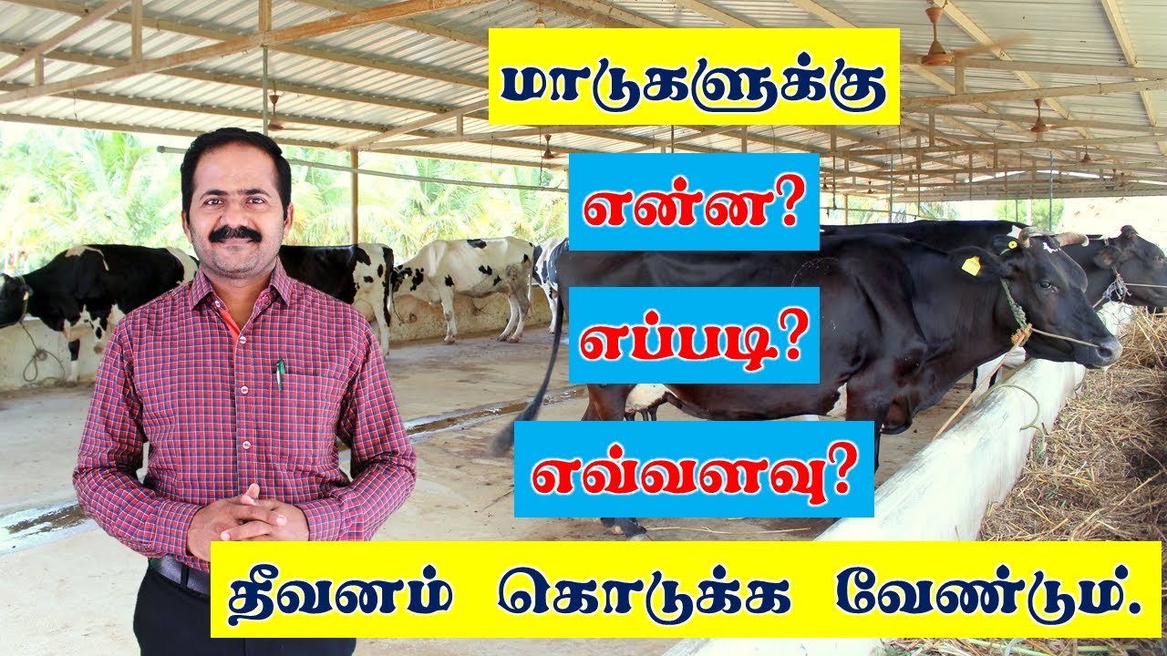 மாடுகளுக்கு என்ன?  எப்படி? எவ்வளவு? தீவனம் கொடுக்க வேண்டும். FEEDING METHOD FOR CATTLE