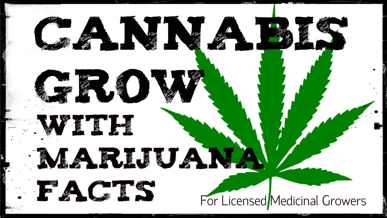 Indoor Weed Growing 2013 with Marijuana Facts about Smoking Pot