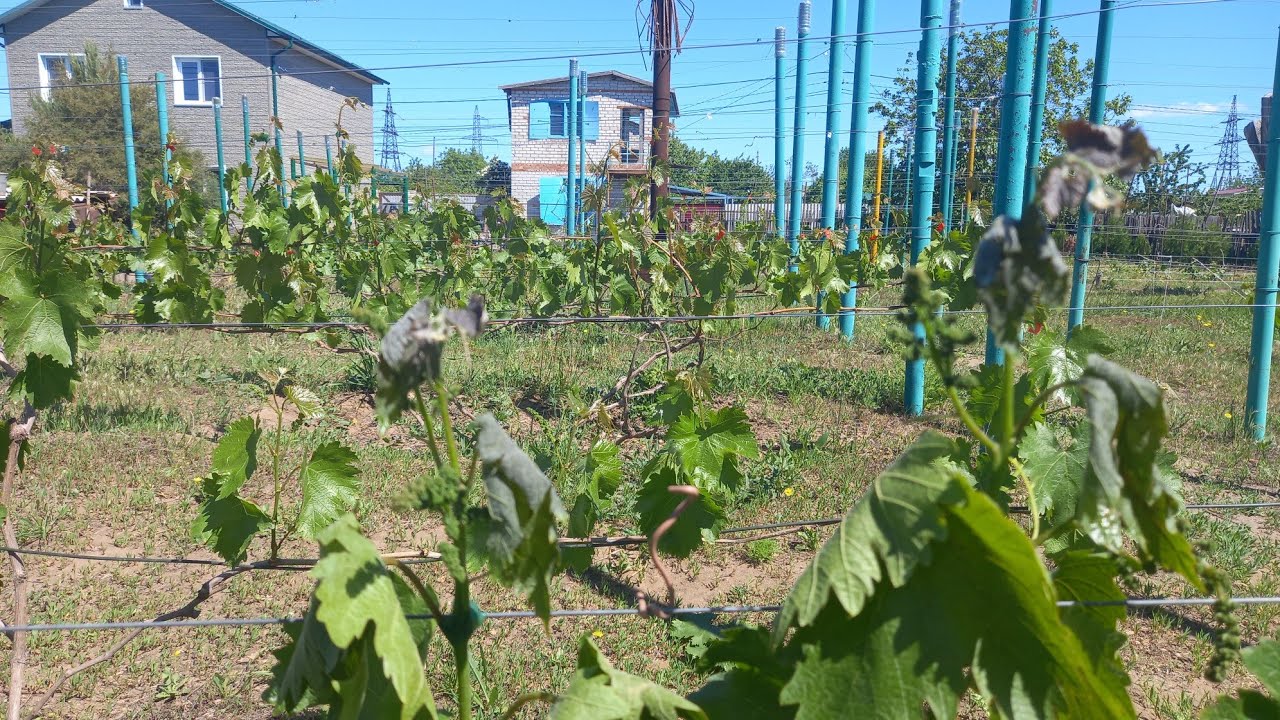 всё-таки заморозок на винограде сделал своё дело
