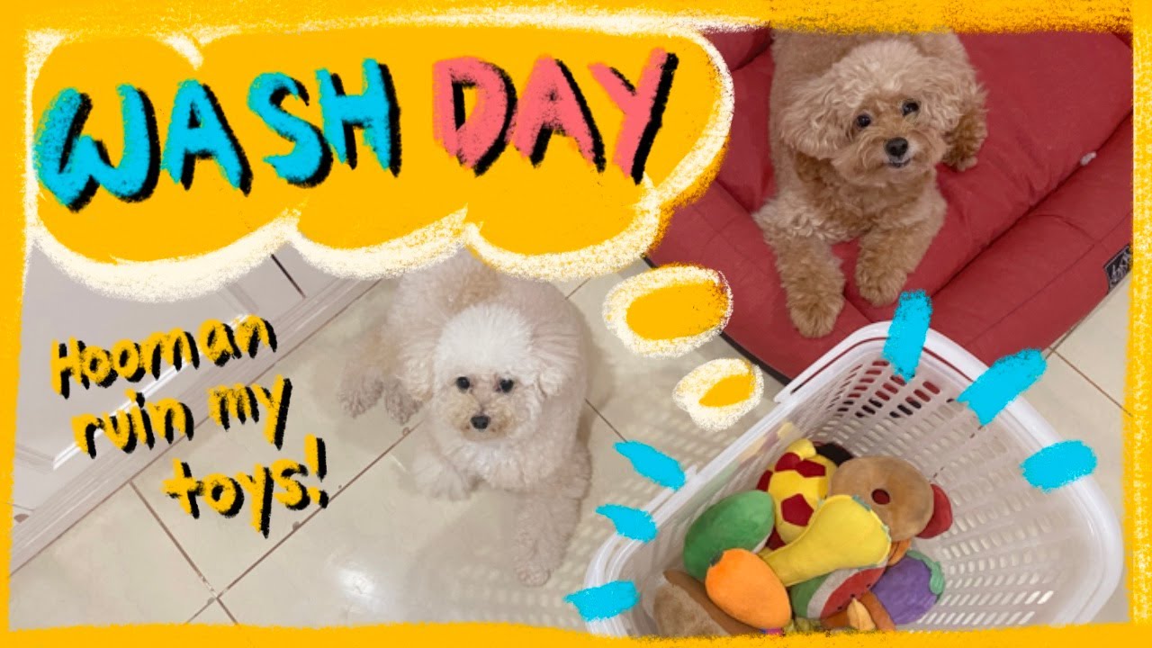 Washing my Toy Poodle's Toys| How to wash dog toys| The Poodle Mom