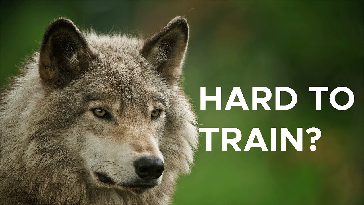 Why it's WAY harder to train a wolf than a dog | Sci NC