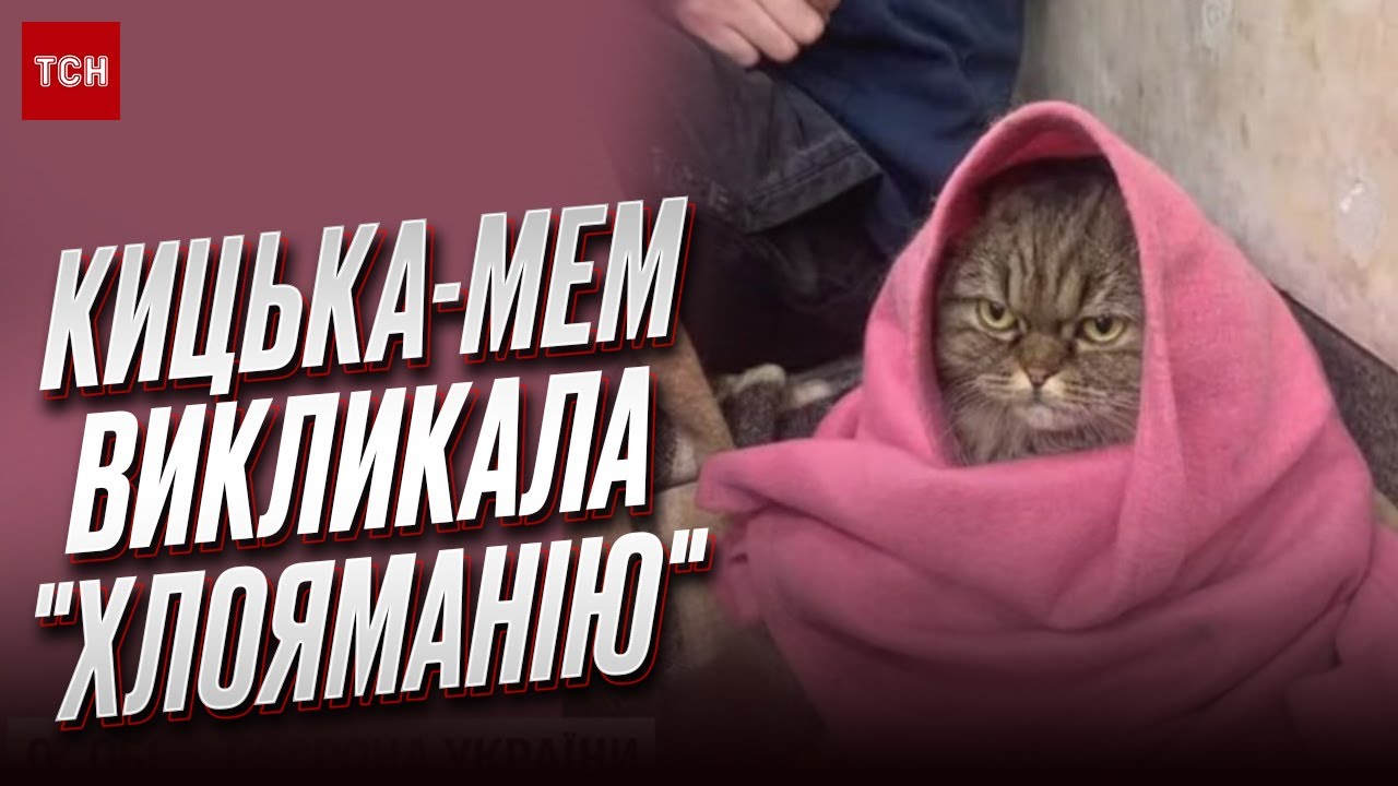 🐈 Кошка из метро стала мемом! Владельцы Хлои удивились такой славе, но не растерялись