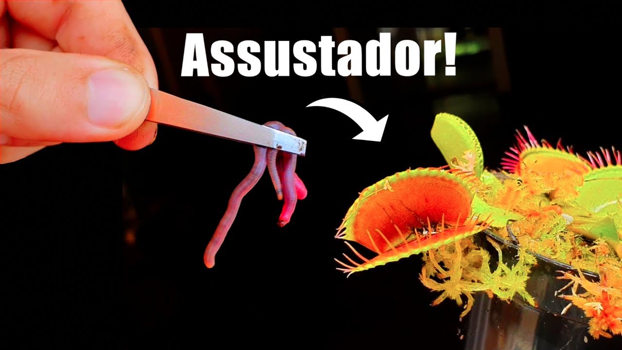 É Bizarro O Que Uma Planta Carnívora Faz Com Uma Minhoca !!