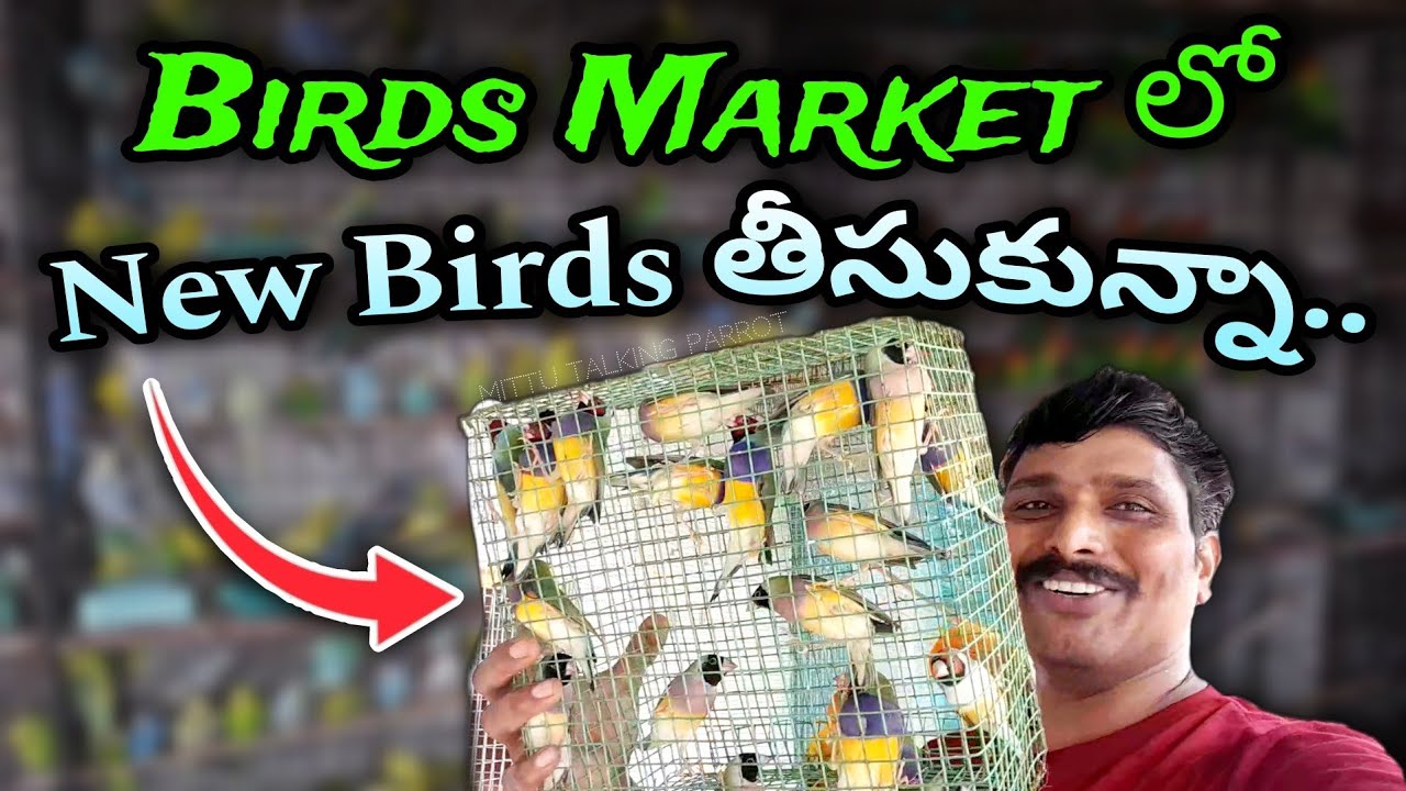 Hyderabad birds market  లో new birds తీసుకున్నా..