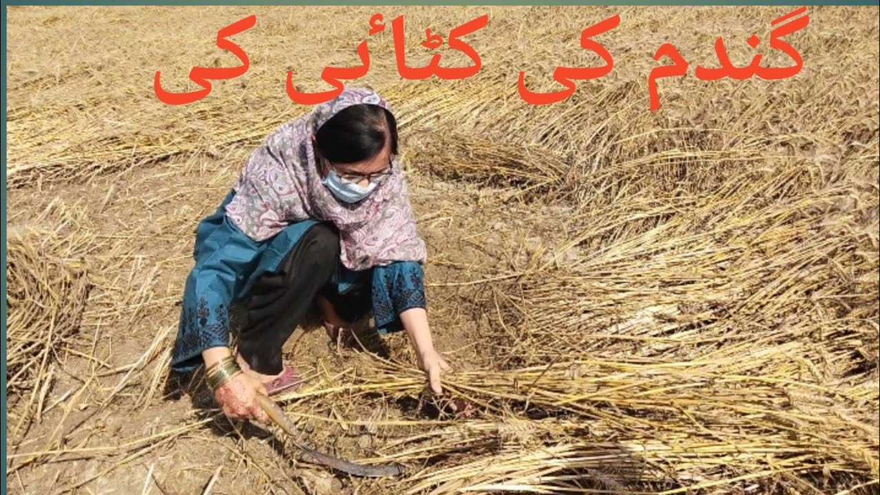 Gandm Ka Rate 2023 | Gandm Ke Ktai Ke |