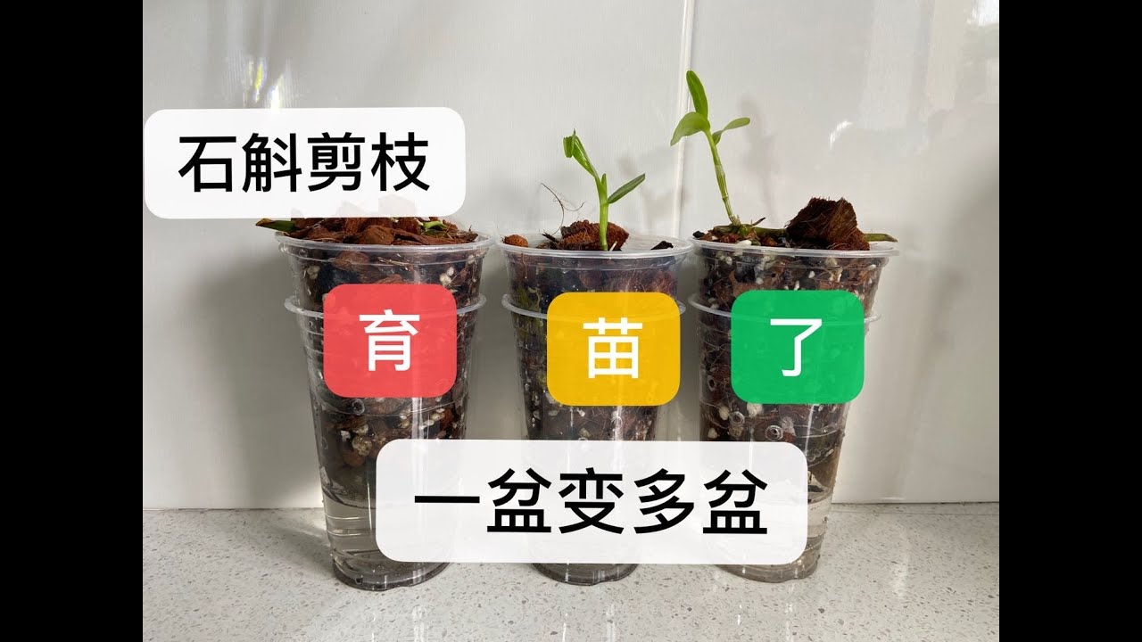 【20319】知道了这些，石斛能越养越多，一盆变多盆，石斛花后剪枝育苗，摘高芽，小苗移栽 //静姐说花498