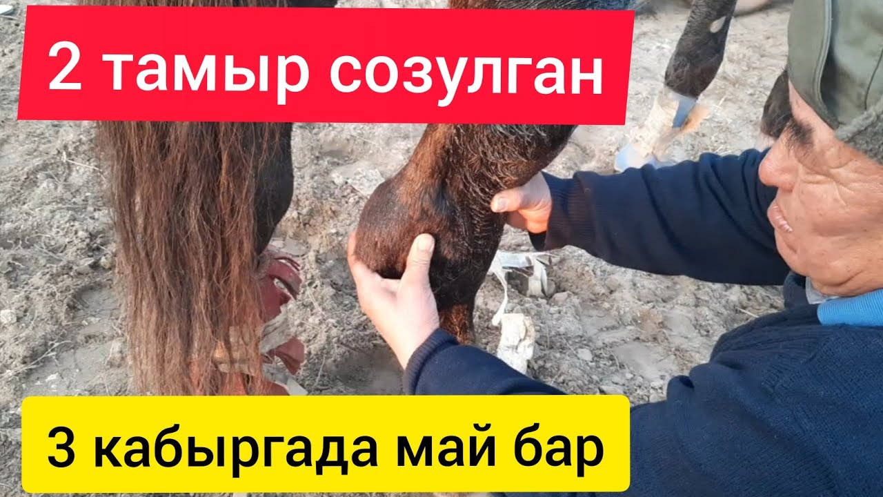 Улактан бутун оорутуп алган атты эмне кылуу керек || Ыссык чабылып калган дейт