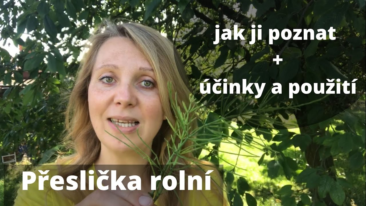Přeslička roln&iacute;