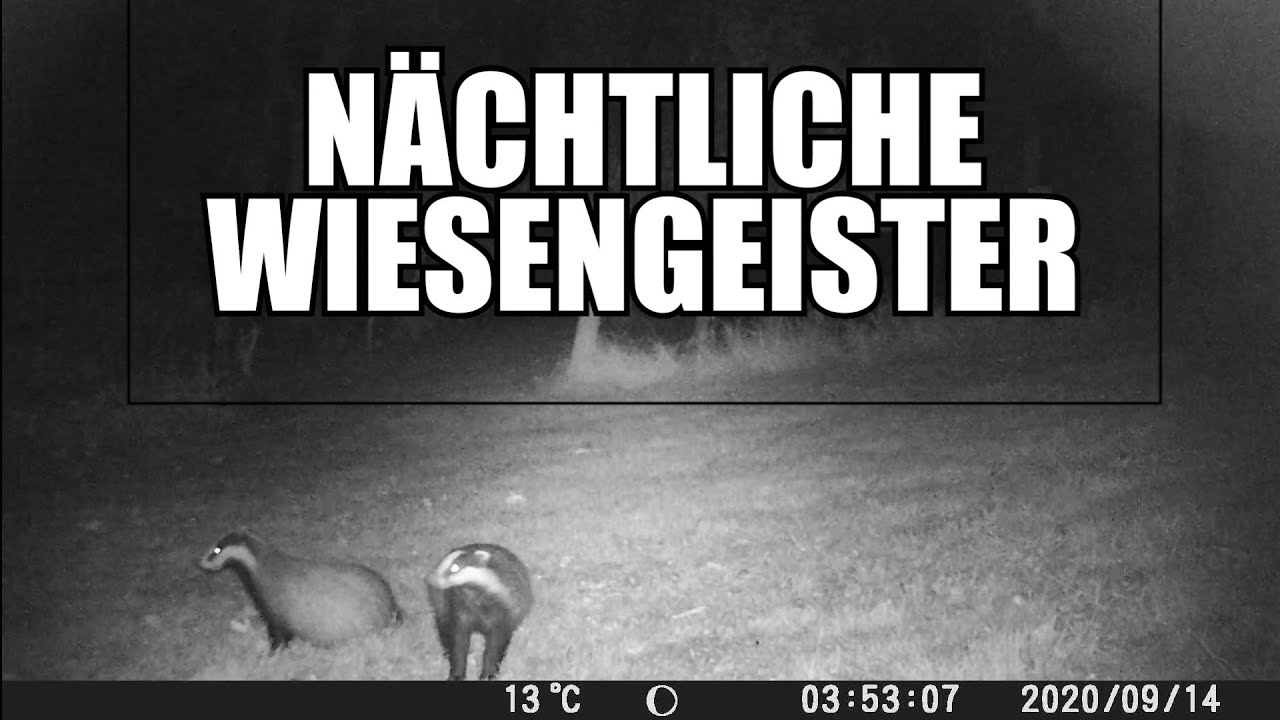 NÄCHTLICHE WIESENGEISTER - Auf der Pirsch mit der Wildkamera #trailcamera #badger #dachs