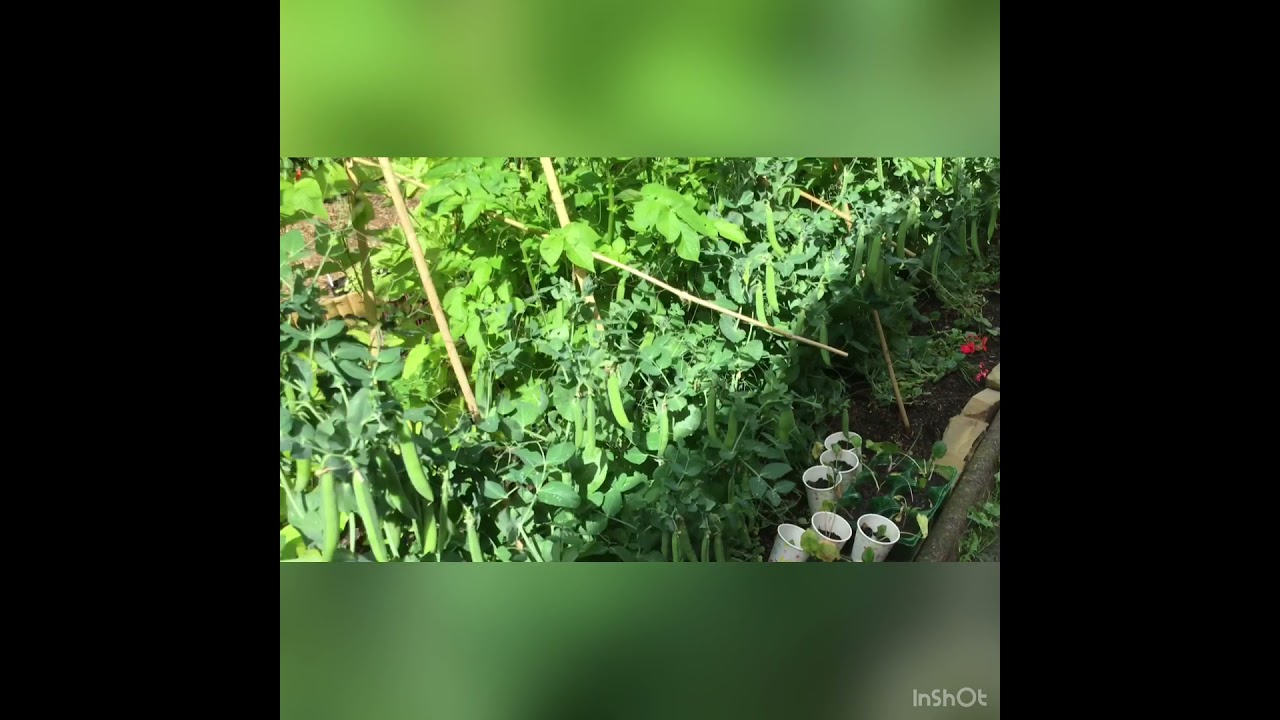UK mein humara Chota sa Microfarm in Woolton Liverpool.