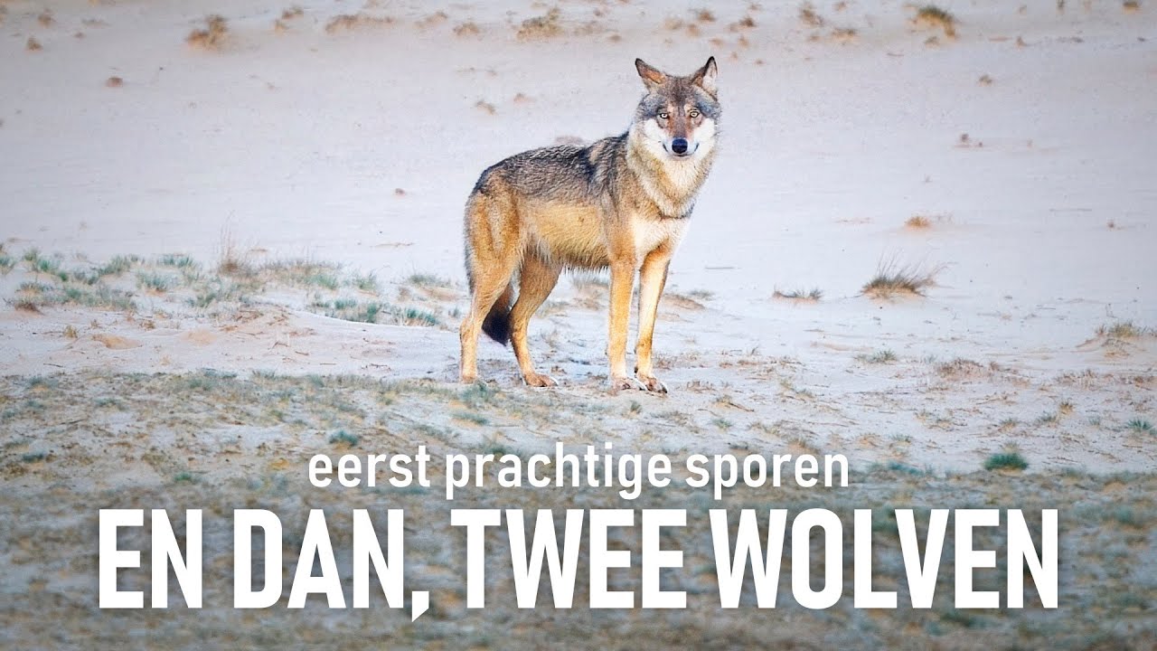 Wolven op de Veluwe: eerst prachtige sporen en dan... Twee wolven!