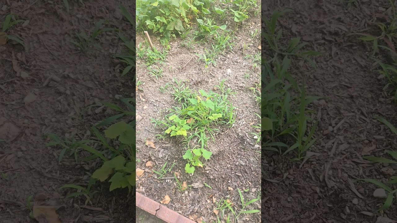 sad garden 