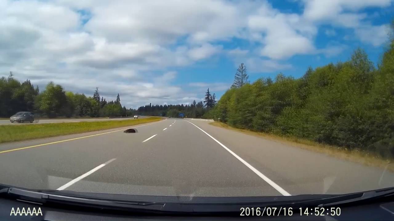 Bear killed instantly by minivan 7/16/2016
