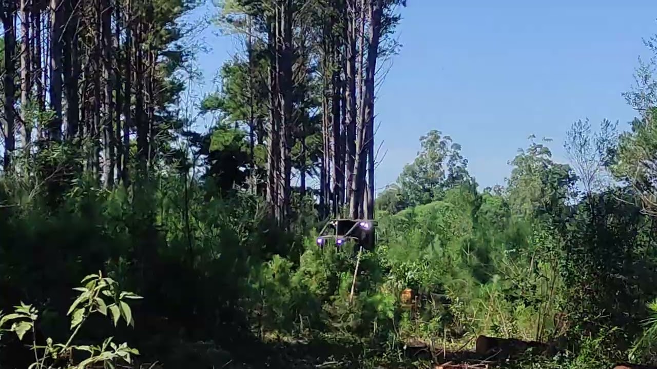Volteo de #eucalyptus con #fellerbuncher #forest #viral #video #viralvideo #viralshorts #viralshort