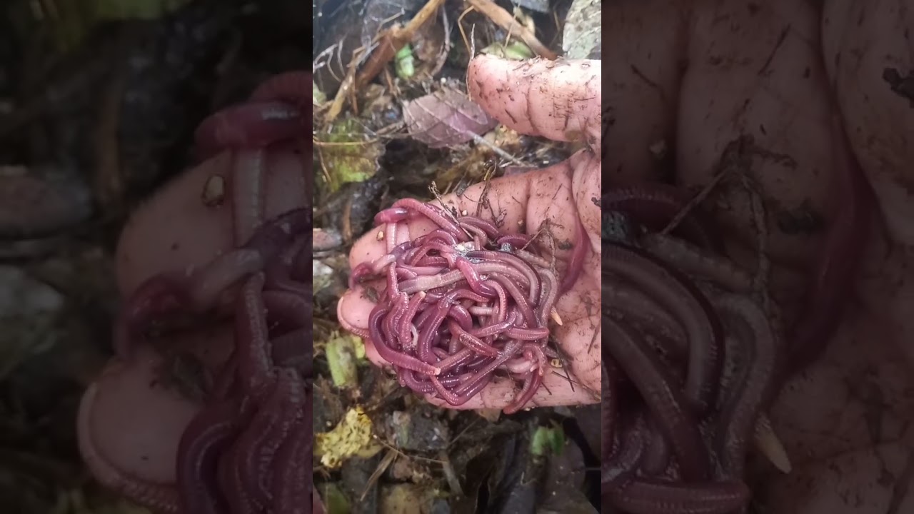 Eisenia Fetida & Perionyx Excavatus