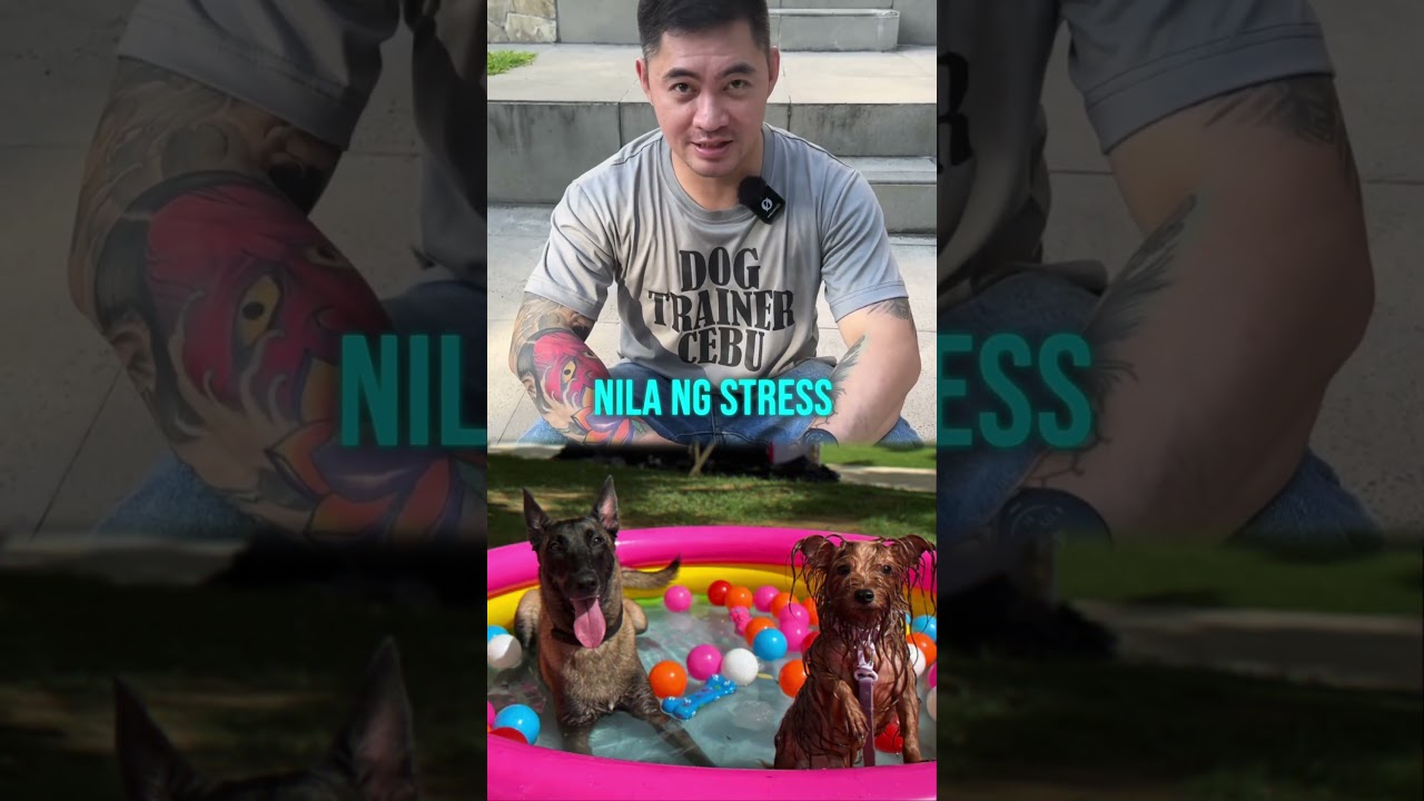 Message me on Facebook for inquiries www.facebook.com/dogtrainercebu #dogtrainer #dogcoach