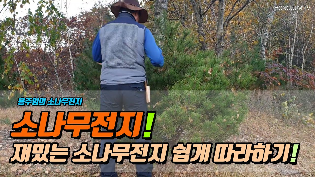2019 재밌는 소나무전지 쉽게 따라하기 1탄 / Tree pruning 005!