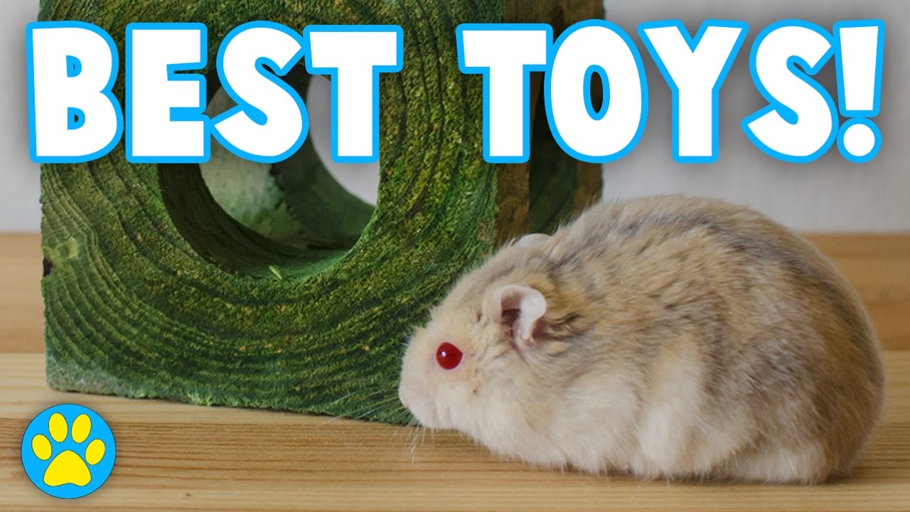 3 Toys Every Hamster NEEDS!