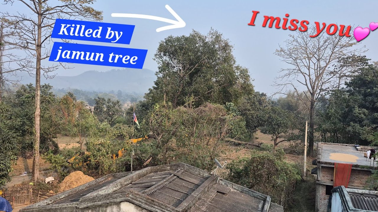 Killed by jamun tree jaragora! 😥😥😥 miss you