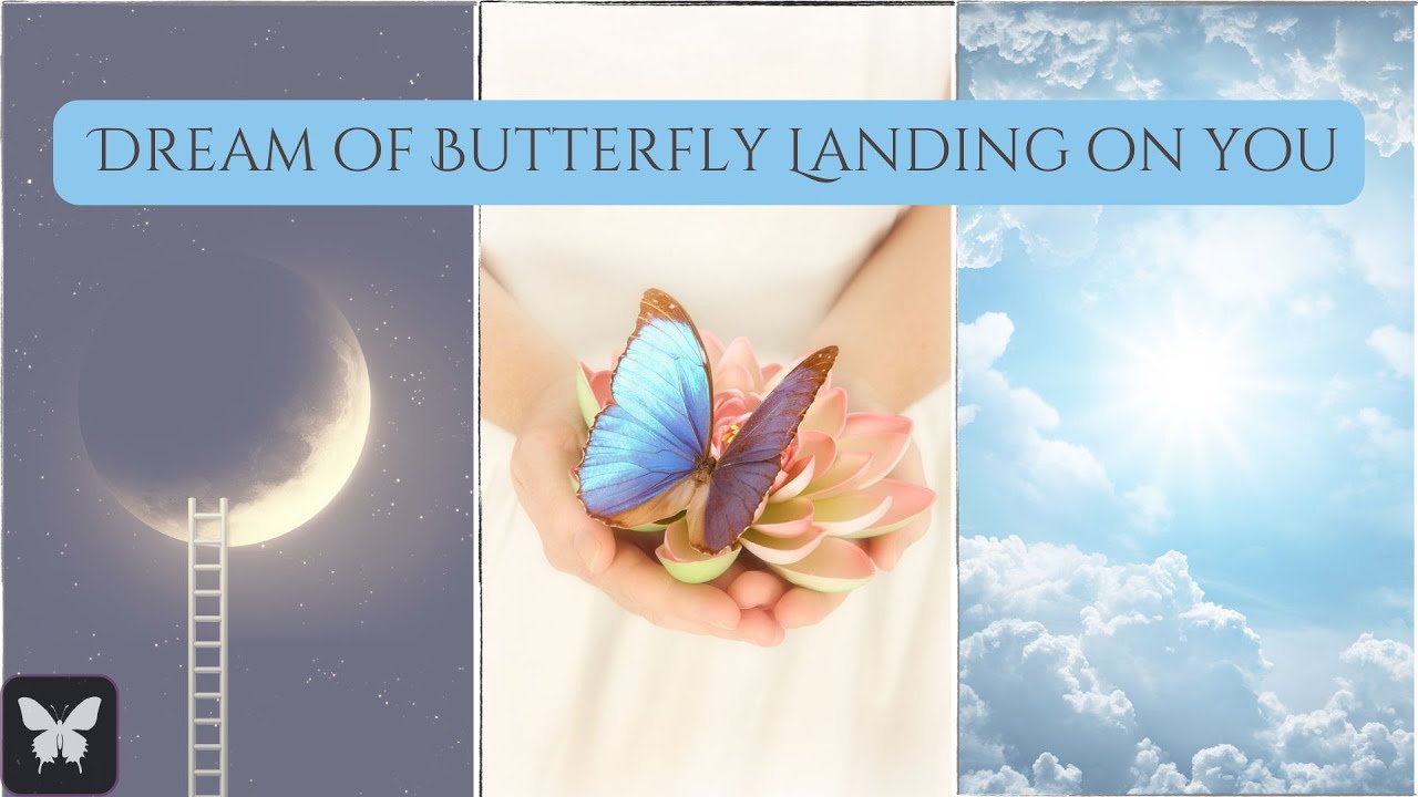 Dream of Butterfly Landing on You - what it means if