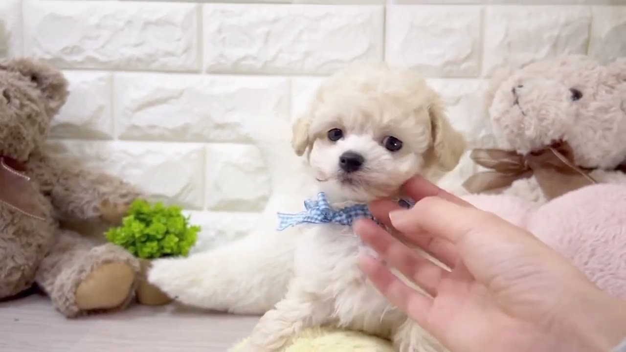 ペットショップ犬の家神戸店【お問い合わせ番号：166644】【性別：男の子】【犬種名：ハーフ犬(チワワ(ロング)&times;トイ・プードル)】