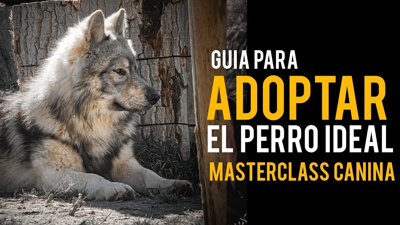 &iquest;C&oacute;mo hacer el match ideal cuando adoptes? MASTERCLASS CANINA