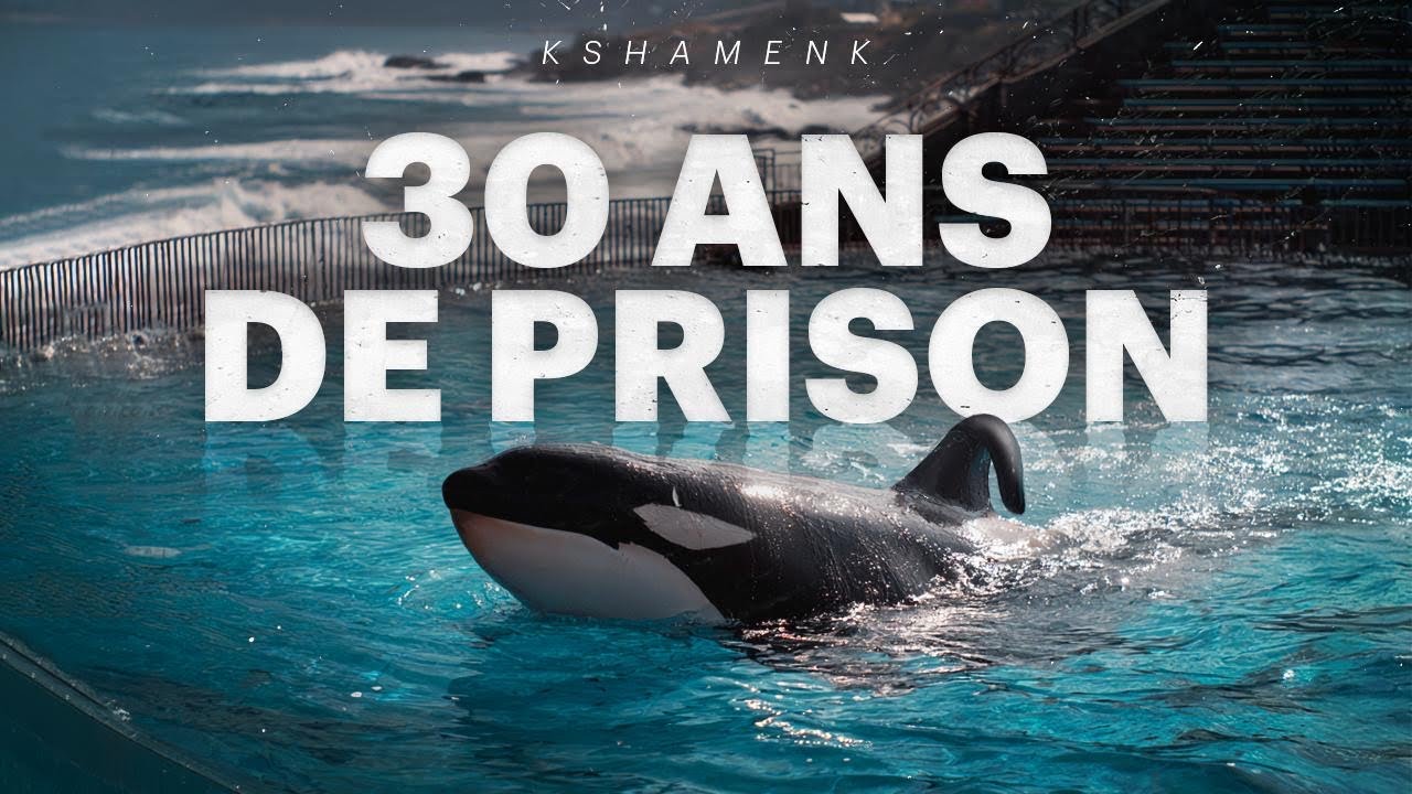 KSHAMENK: L'orque la plus SEULE au Monde