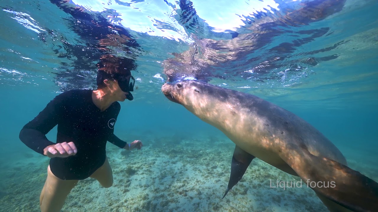 Australian sea lion - Neophoca cinerea in 4K