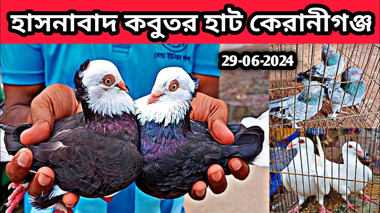 29-06-2024 হাসনাবাদ কবুতর হাট কেরানীগঞ্জ। হাসনাবাদ কবুতরের হাট। কম দামে কবুতর কিনুন। কবুতর। Pigeons